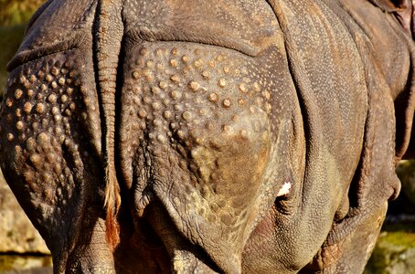 Animal world pachyderm rhinoceros