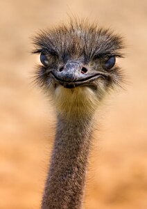 Hair animal no person