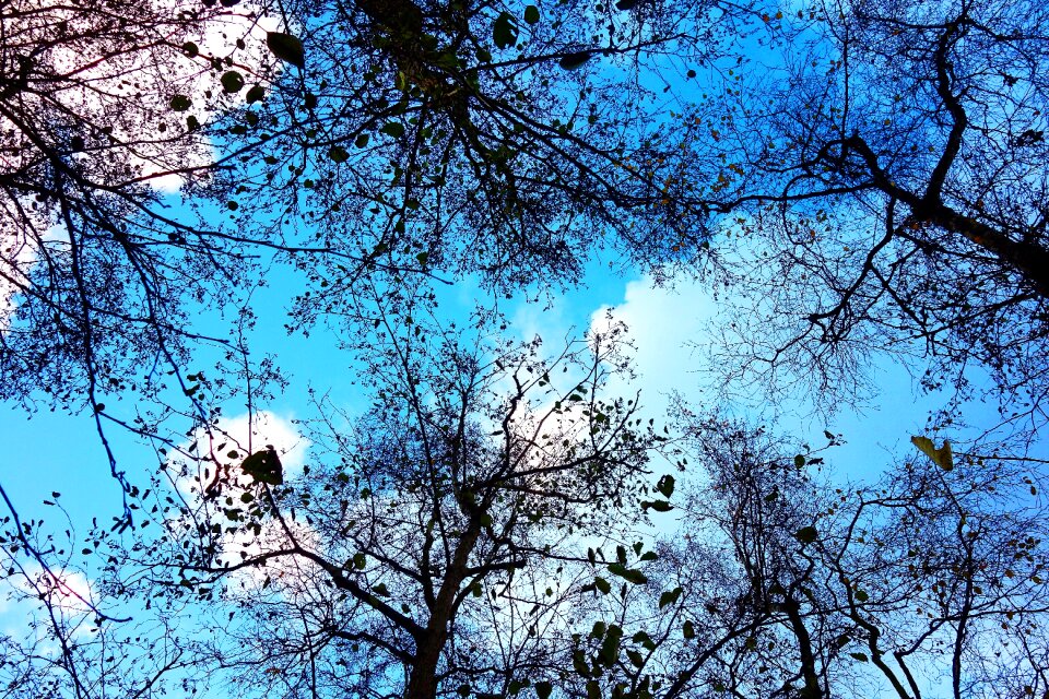 Bare branch tangle bare trees