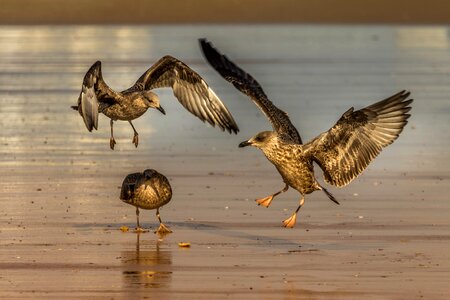 Animal seagulls flight photo