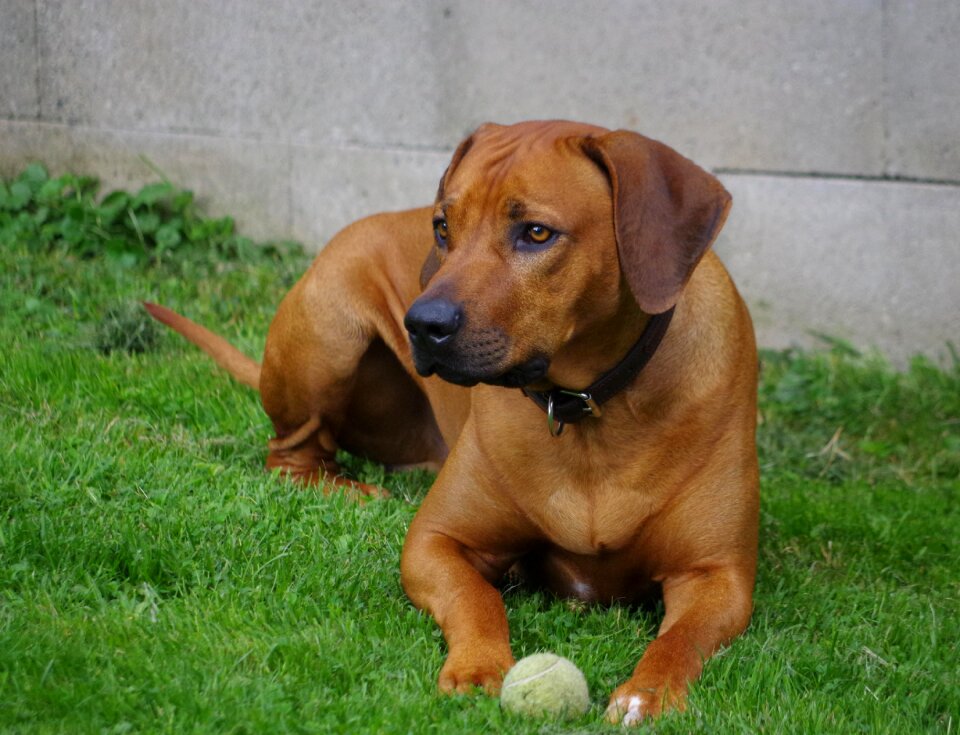 Dog ridgeback rhodesian