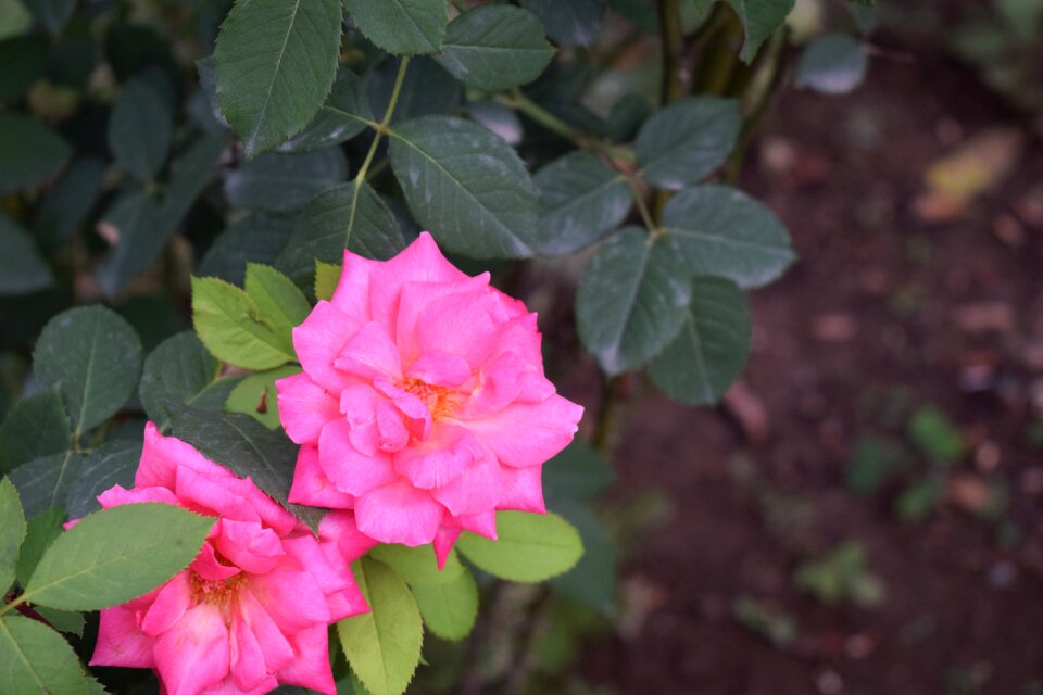 Nature love floral