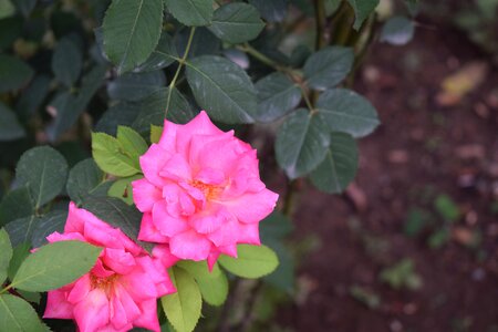 Nature love floral