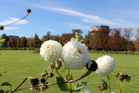 Augarten palais flowers white