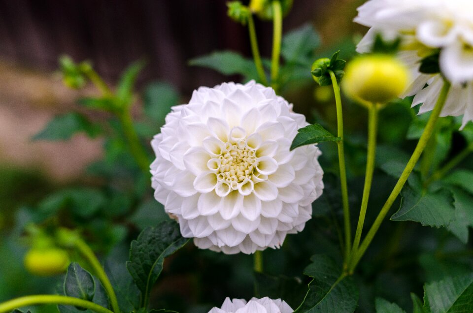 Floral flower white