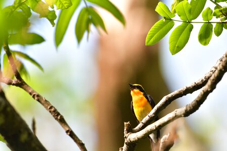 Outdoors wild animals bird photo