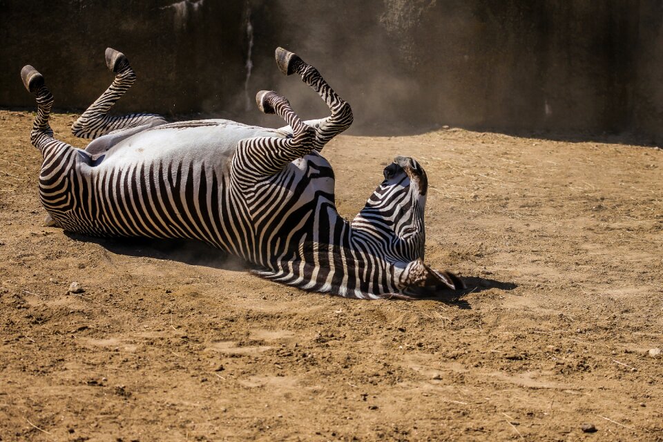 Wild animal zoo