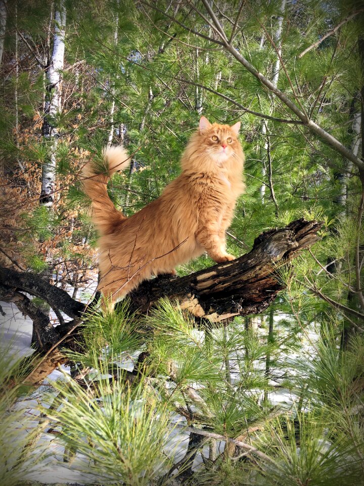 Outdoors cat animal