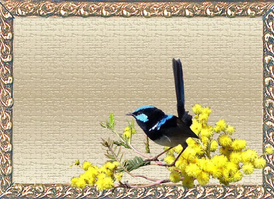 Wattle flowers frame