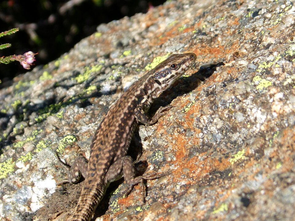 Lizard iberian rock lichen