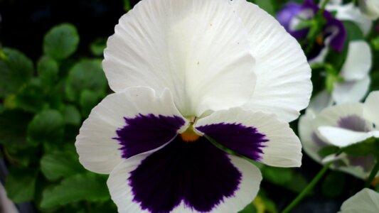 Blossom bloom dark purple