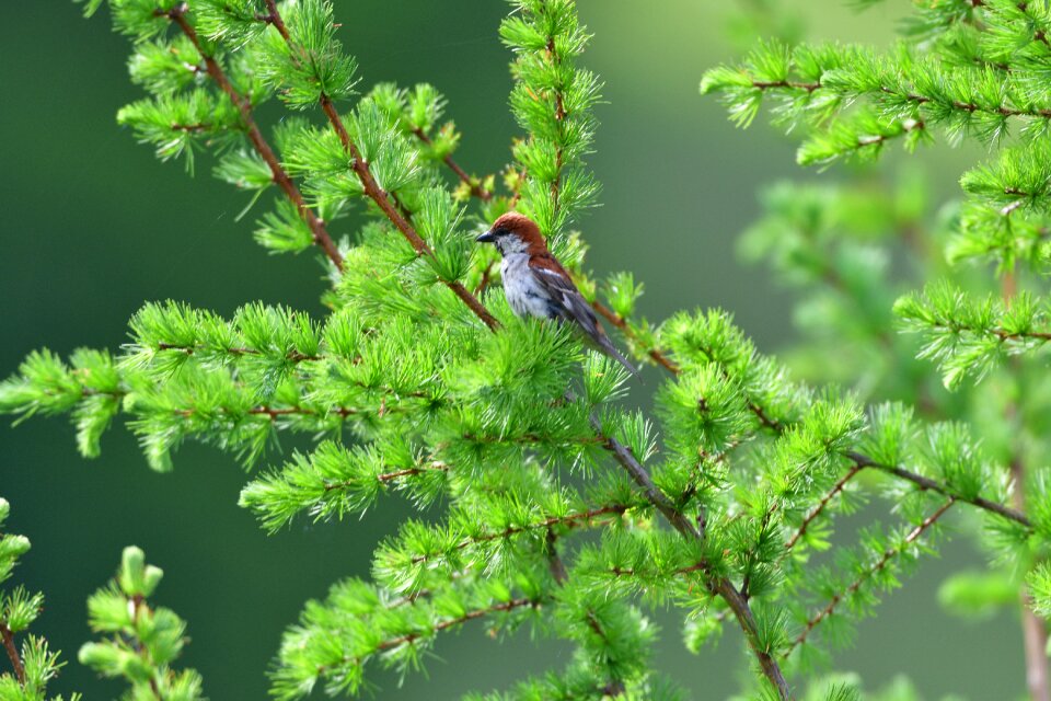 Leaf outdoors bird