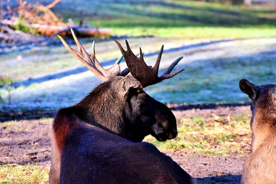 Moose antler head sweden