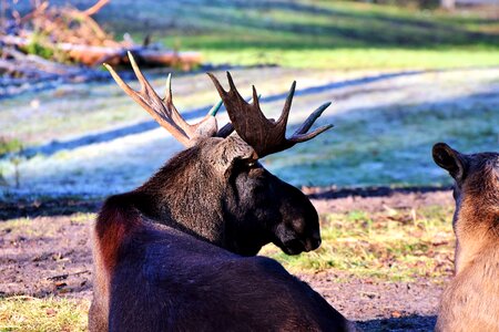 Moose antler head sweden photo