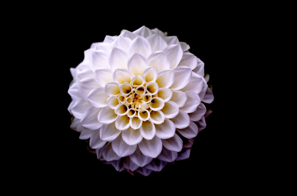 Floral flower white