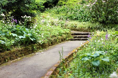 Park nature green
