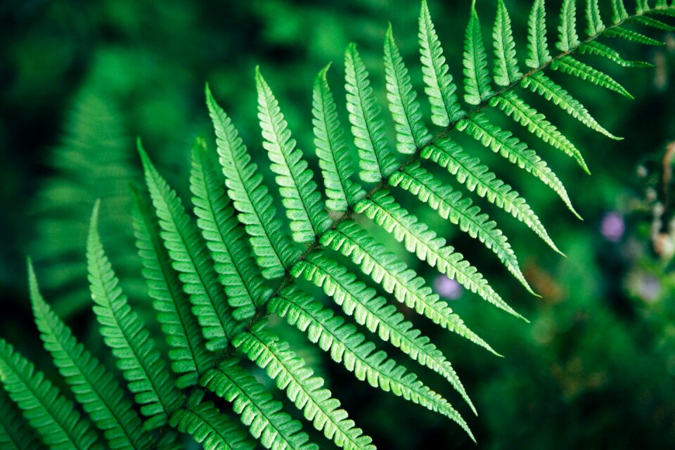 Nature outdoor blur