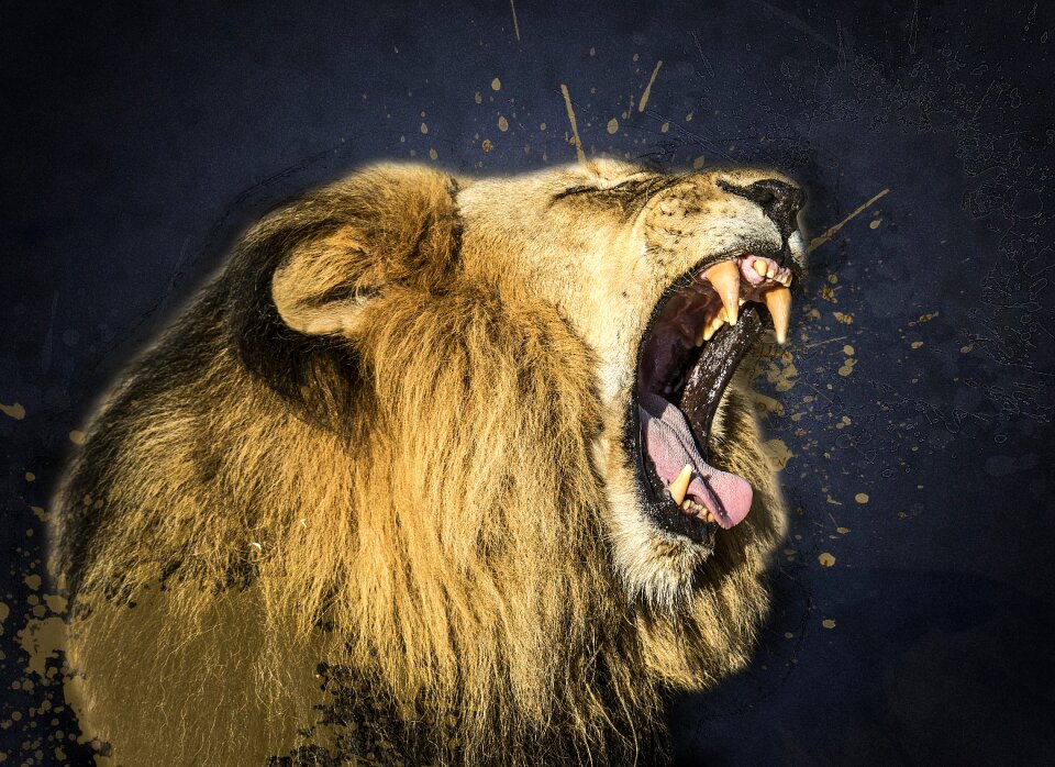 Lion outdoors wild cat