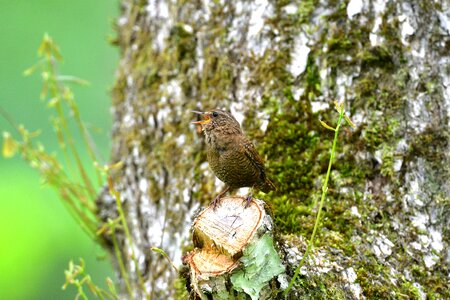 Wild animals bird wren