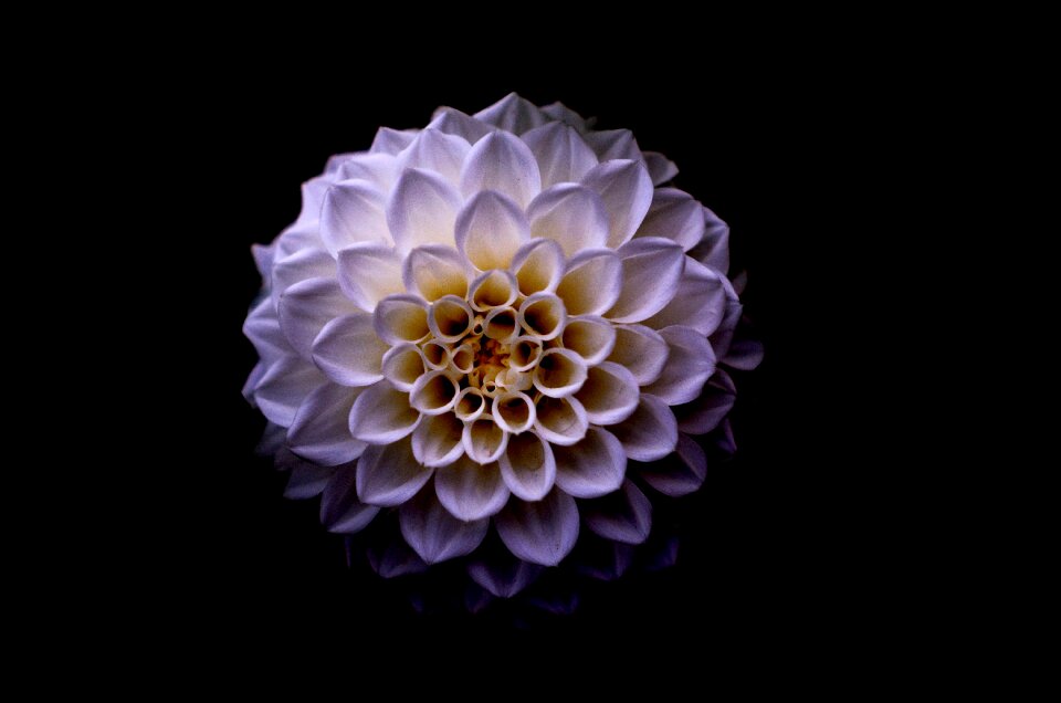 Floral flower white