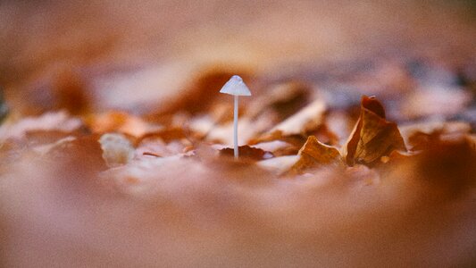 Fungus leaf fall