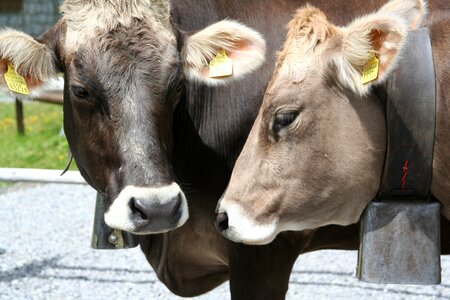 Cattle farm switzerland