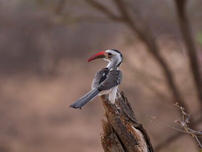 Toko bird animal
