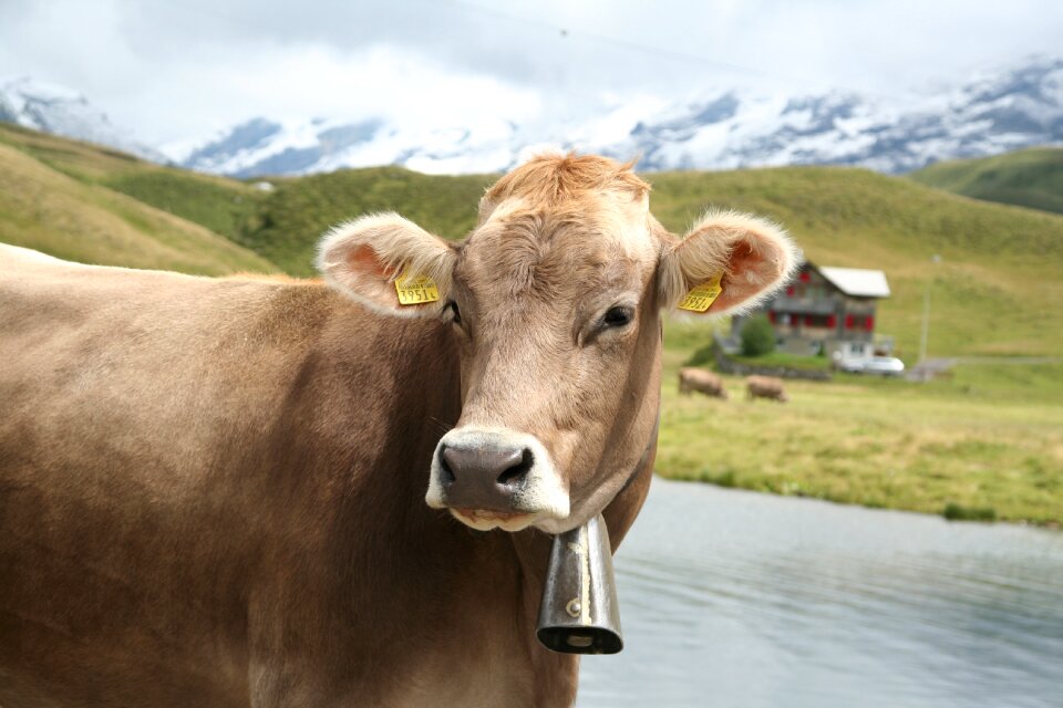 Farm milk switzerland