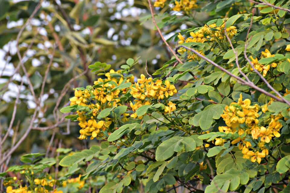 Golden rain tree canafistula golden shower tree