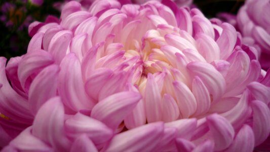 Bloom pink large flowering photo