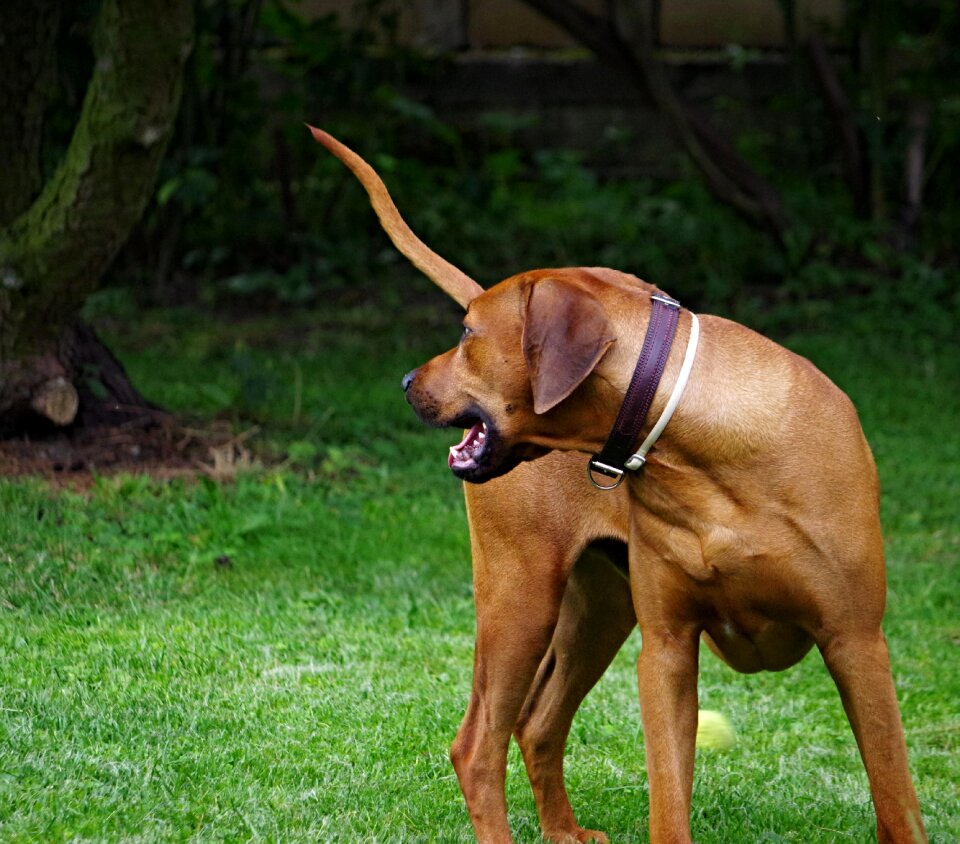 Dog ridgeback rhodesian