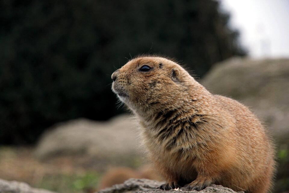 Prairie dog blijdorp zoo