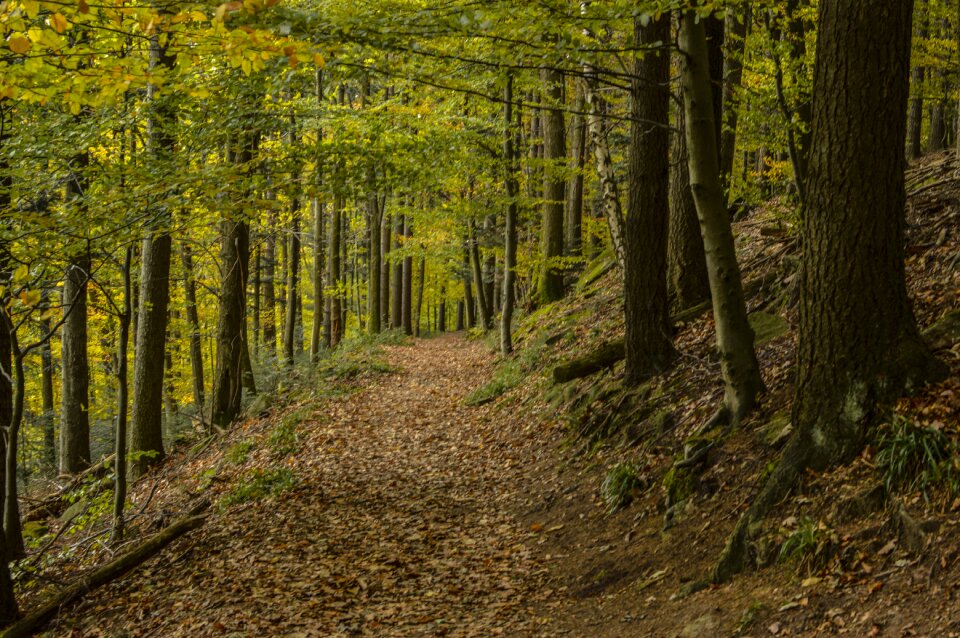 Golden autumn trees fall foliage