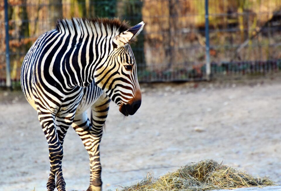 Stripes striped wild animal