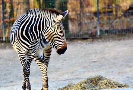 Stripes striped wild animal