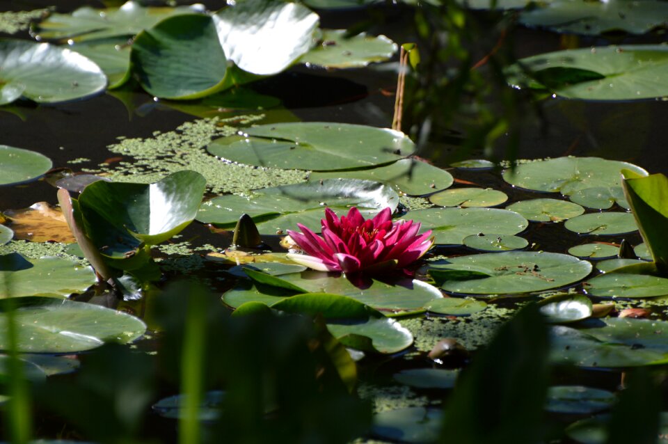 Flower water water lily