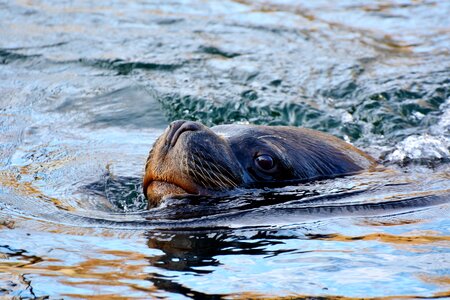 Mammal sea meeresbewohner photo