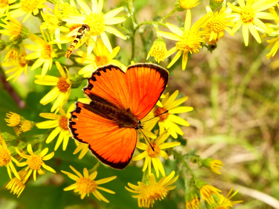 Summer garden animals