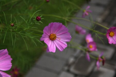 Inchworm nature summer