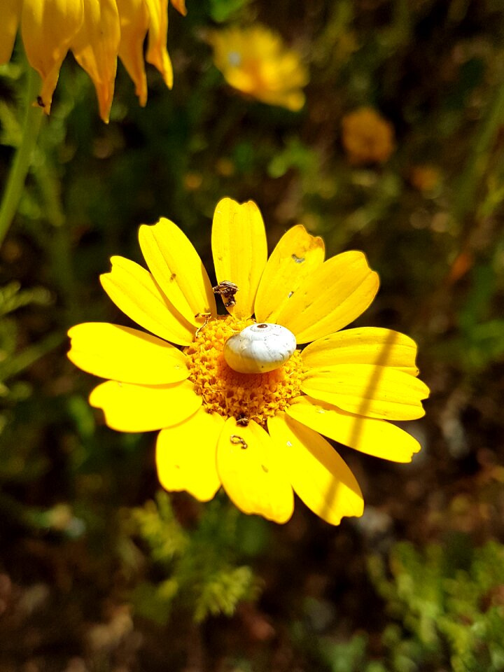 Season outdoors yellow
