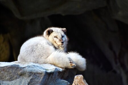 Predator white white fox photo