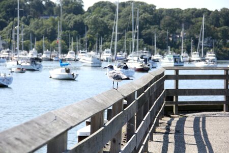 Bird water port
