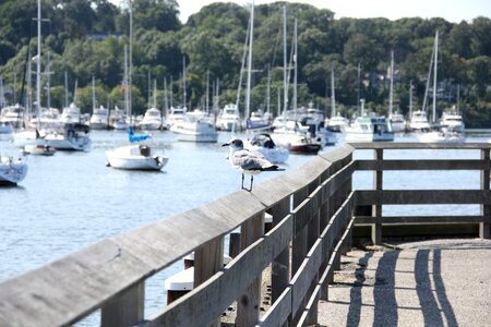 Bird water port photo