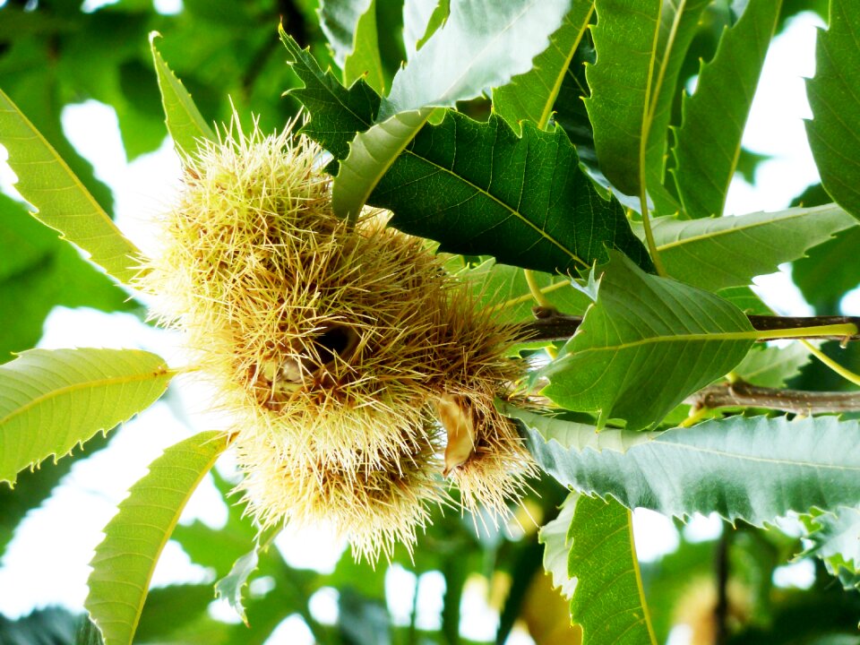 Autumn decoration nutrition spur