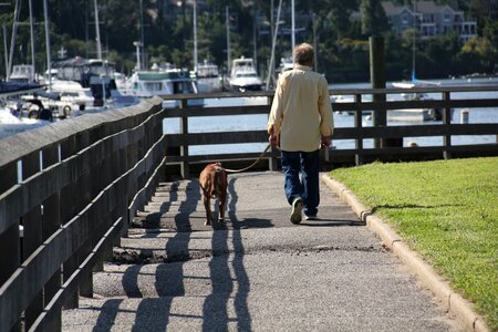 Animal dog walking walking dog photo