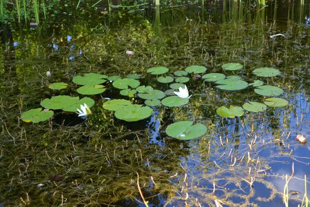 Plant lily pond white water lilies
