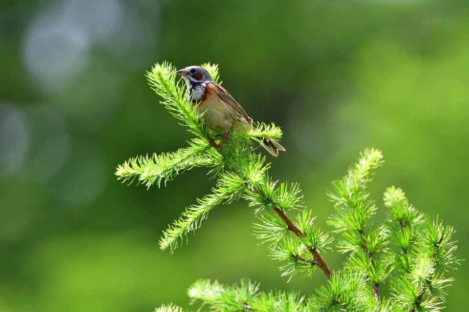Any person not bird outdoors