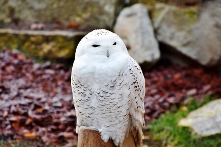 Bird of prey white feather photo