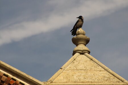Bird height perspective