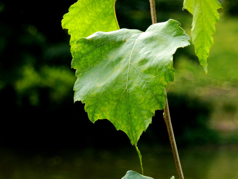 Leaves nature colorful